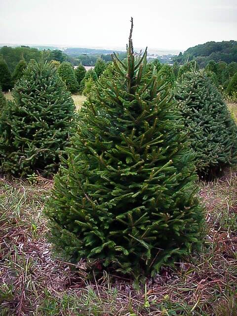 Norway Spruce For Sale Online The Tree Center