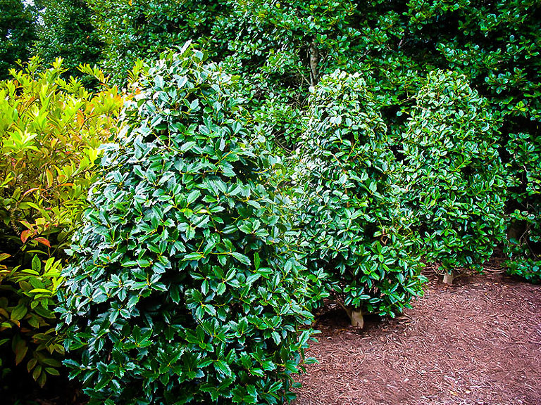 Southern Living Oakland Holly Tree The Tree Center
