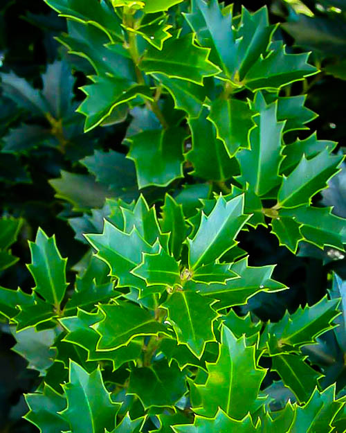 Southern Living Oakland Holly Tree The Tree Center