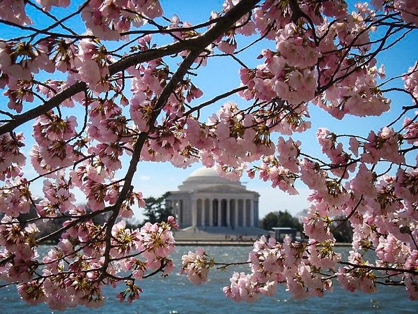 Okame Cherry Blossom Flowers in DC