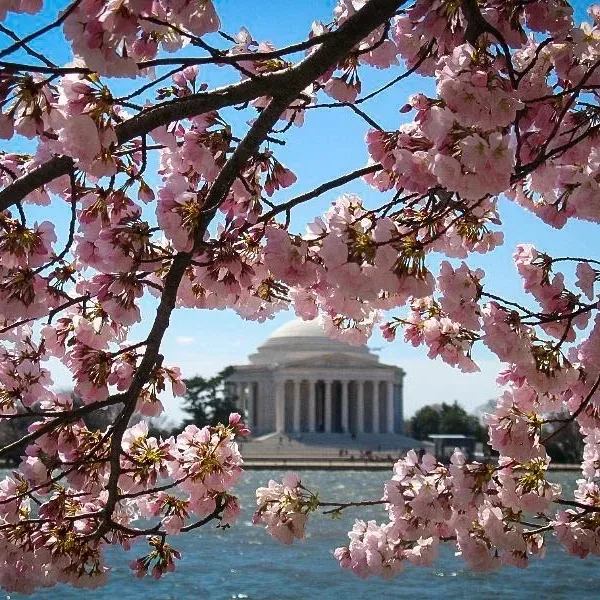 Okame Cherry Blossom Flowers in DC