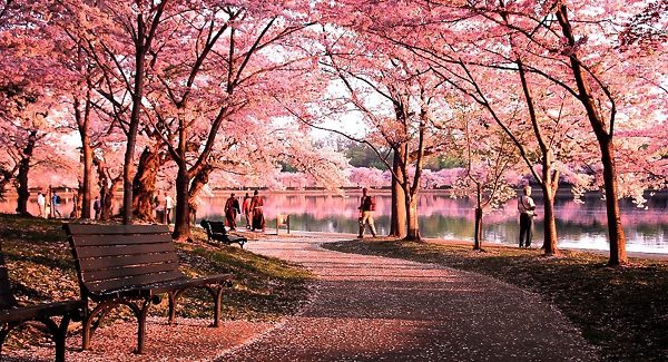 Okame Cherry Blossom Trees In DC