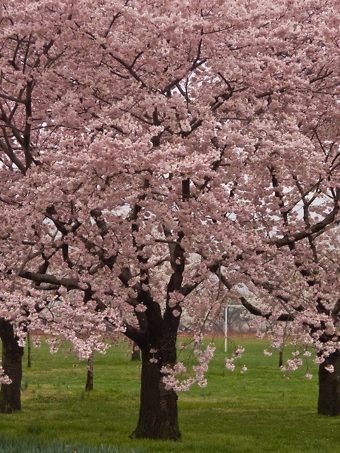 Okame Cherry Blossom Tree in DC
