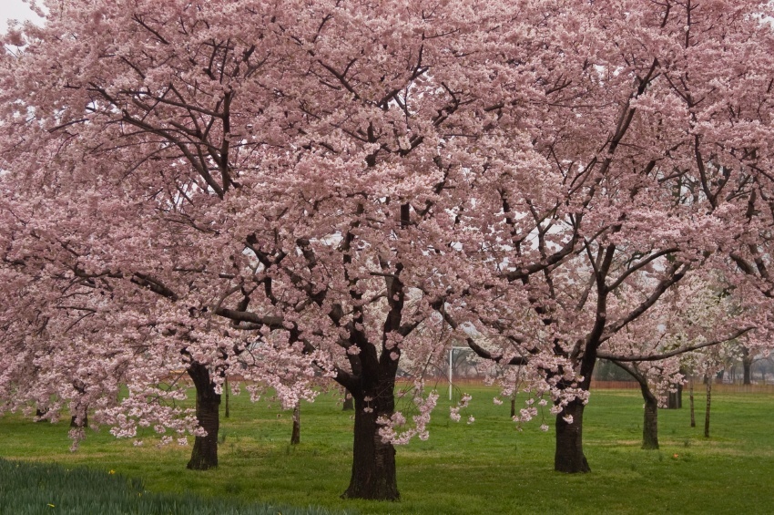 Okame Cherry Blossom Tree For Sale Online The Tree Center