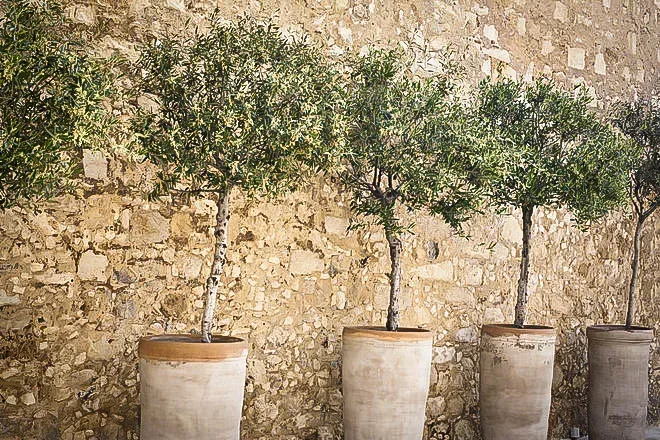Olive Trees In Containers
