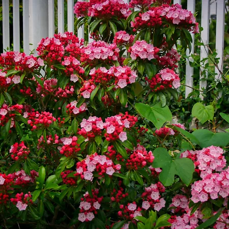 Mountain Laurel