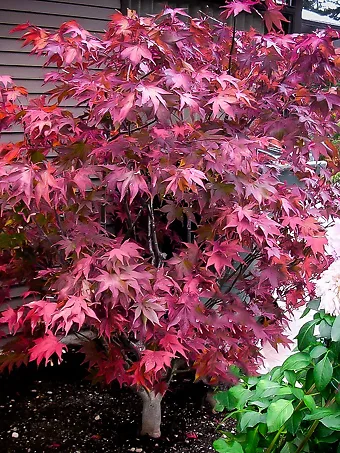 Omato Japanese Maple