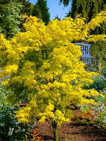 Orange Dream Japanese Maple