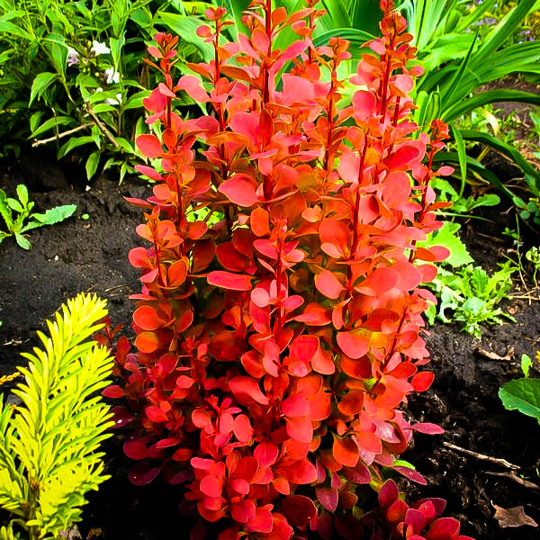 Orange Rocket Barberry