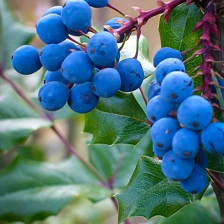 Grape Vines