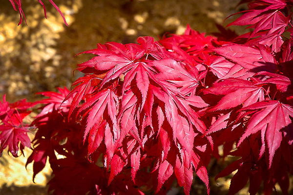 Acer palmatum ssp. matsumurae 'Oregon Sunset' 