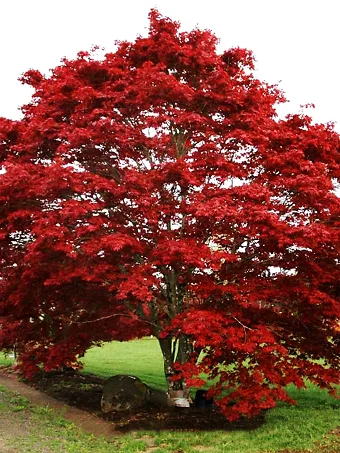 Oshio Beni Japanese Maple