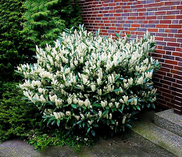 Otto Luyken Laurel For Sale The Tree Center