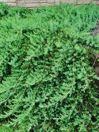 Blue Pacific Shore Juniper