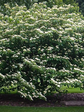 Pagoda Dogwood Tree In Bloom