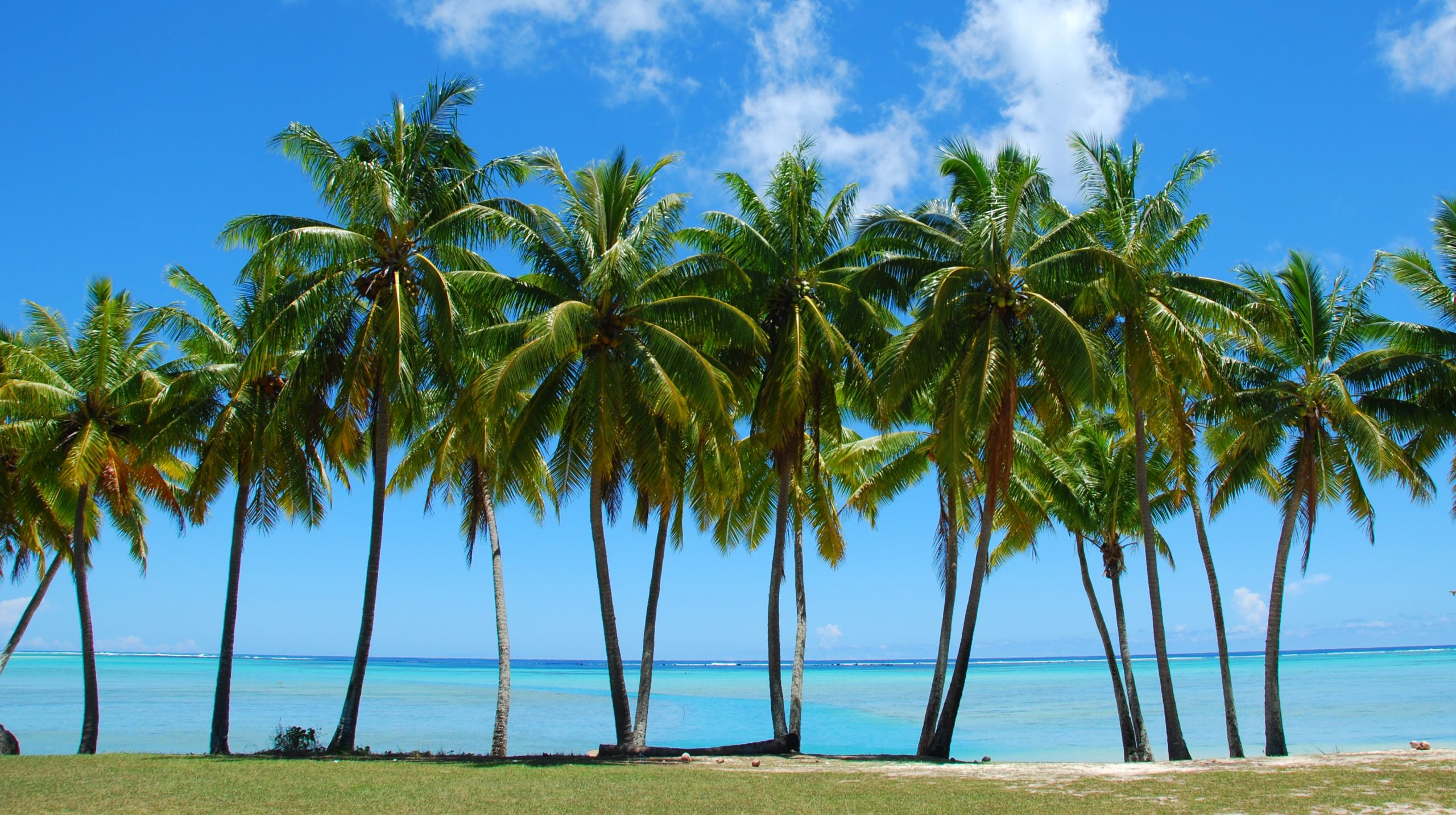 How Fast Do Palm Trees Grow? | The Tree Center™