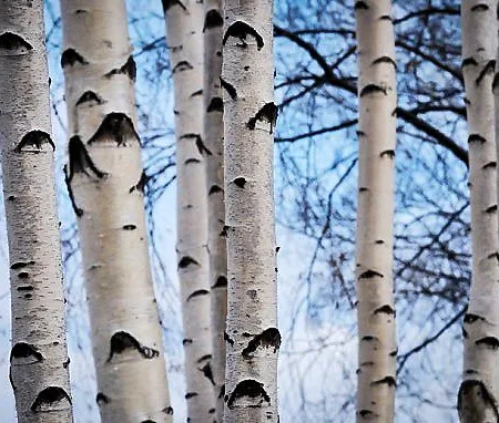 Birch Trees