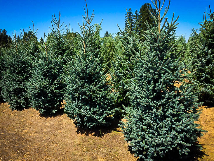 Paul S Select Norway Spruce Trees For Sale The Tree Center