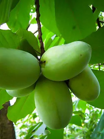 Pawpaw Tree