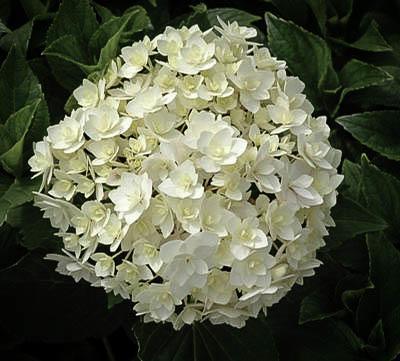A round ball of Peace Hydrangea flowers.