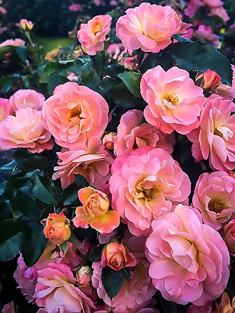 Peach Drift® Rose