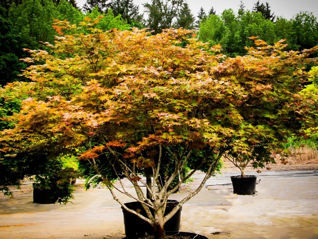 Peaches And Cream Japanese Maple Trees For Sale Online The Tree Center