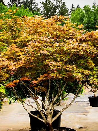 Peaches and Cream Japanese Maple