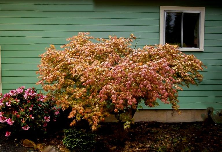 Peaches And Cream Japanese Maple Trees For Sale Online The Tree Center