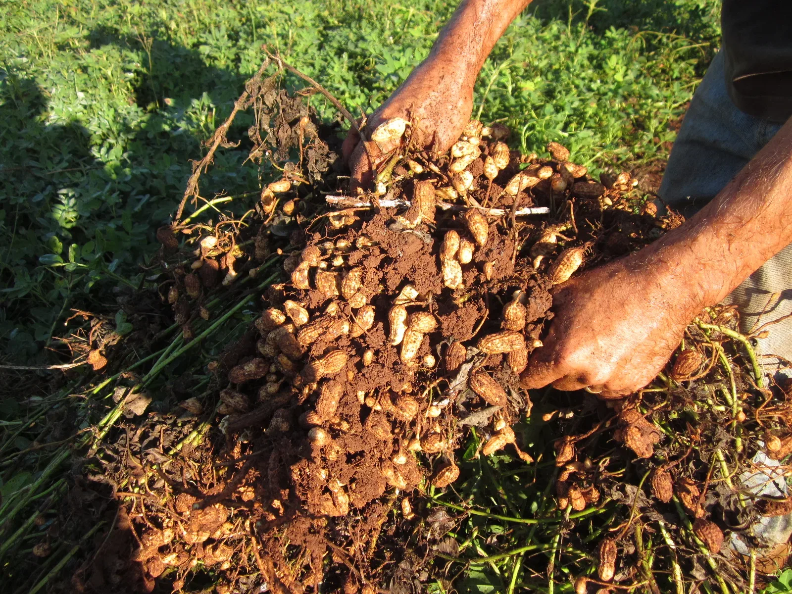 How Do Peanuts Grow: Unearthing the Fascinating Process