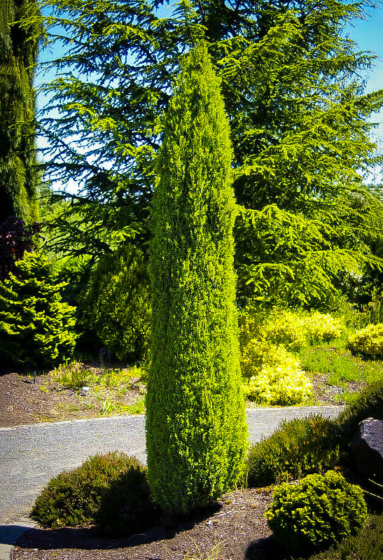 Pencil Point Juniper