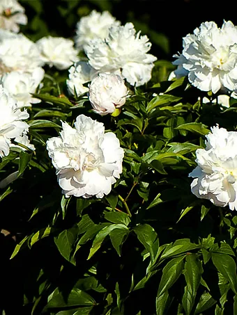 Peony Shirley Temple