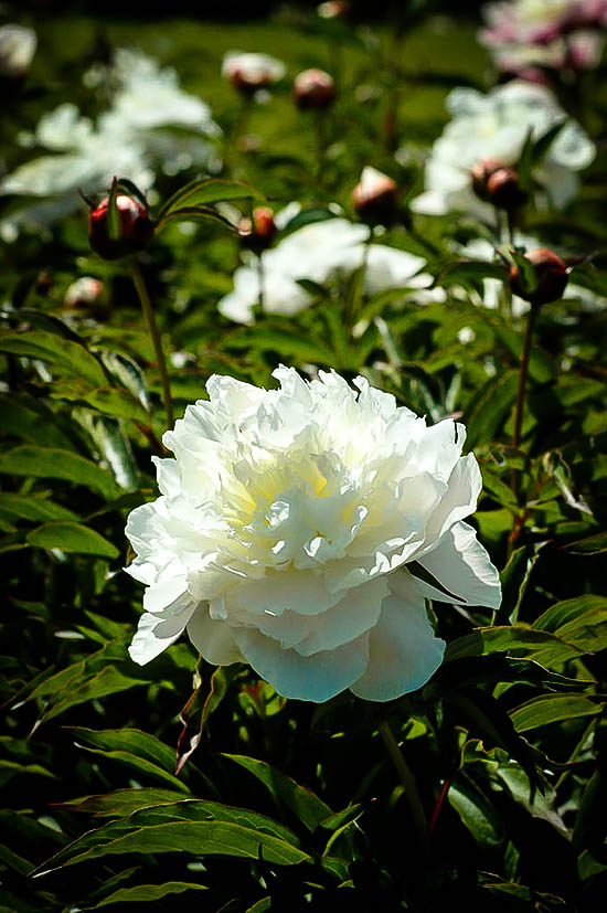 Peony Shirley Temple For Sale Online The Tree Center