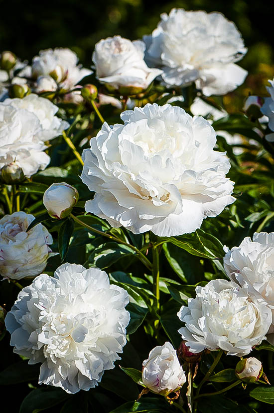 Peony Shirley Temple For Sale Online The Tree Center