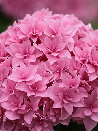 Perfection Hydrangea