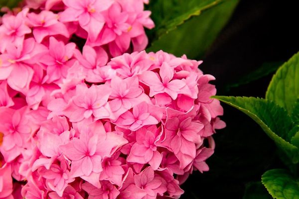 Perfection Hydrangea in bloom.