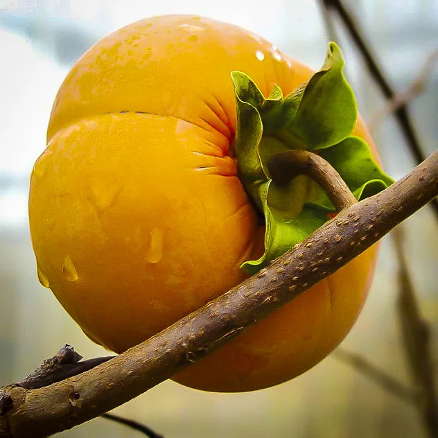 Fuyu Japanese Persimmon Trees For Sale Online | The Tree Center