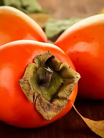 Hachiya Japanese Persimmon Tree