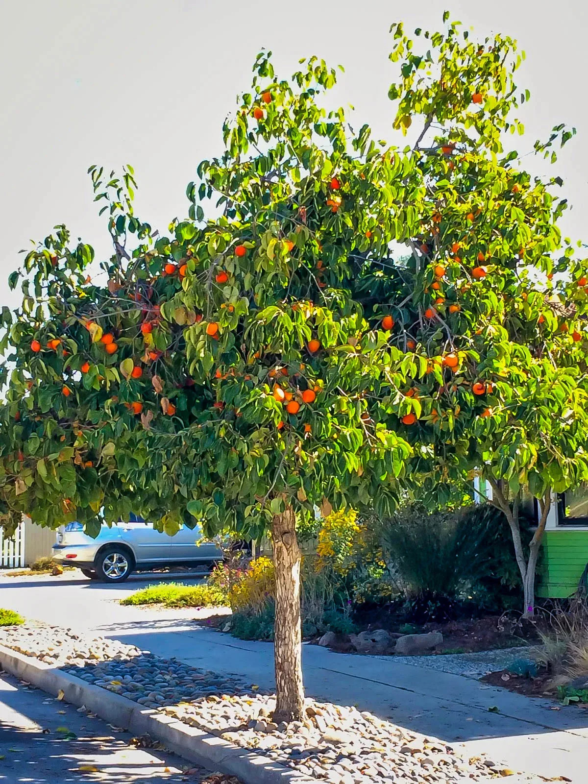 Hachiya Japanese Persimmon Trees For Sale | The Tree Center