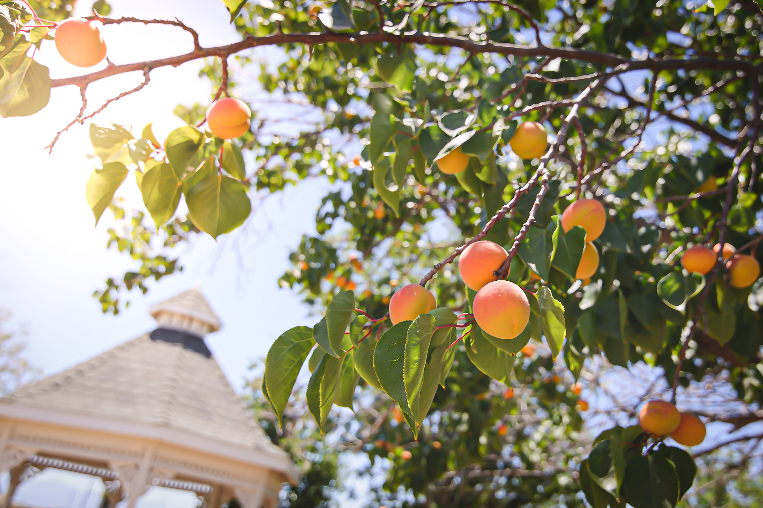 How To Plant Peach and Nectarine Trees The Tree Center™
