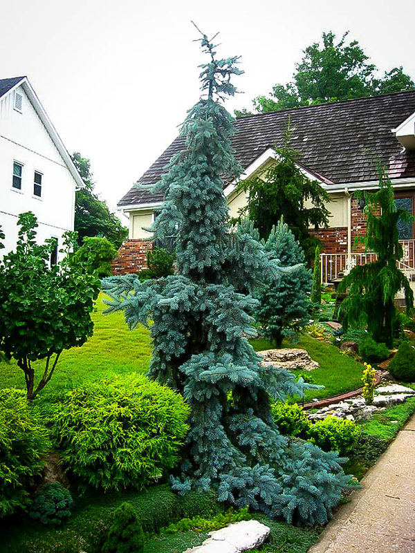 Weeping Blue Spruce Trees For Sale Online