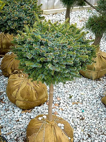Pimoko Spruce Tree Form