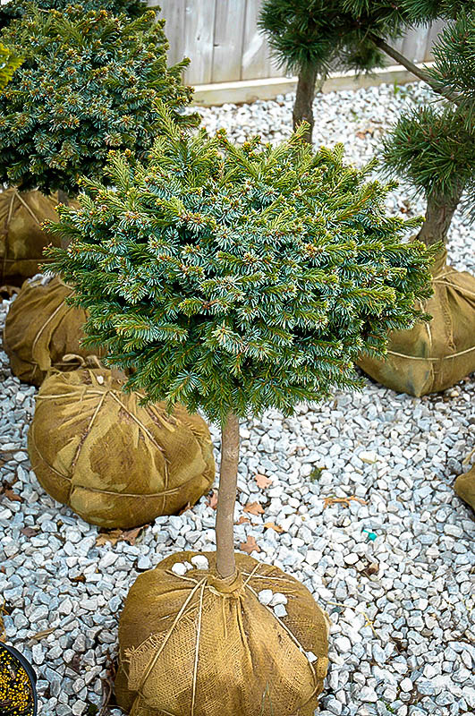 Pimoko Spruce Tree