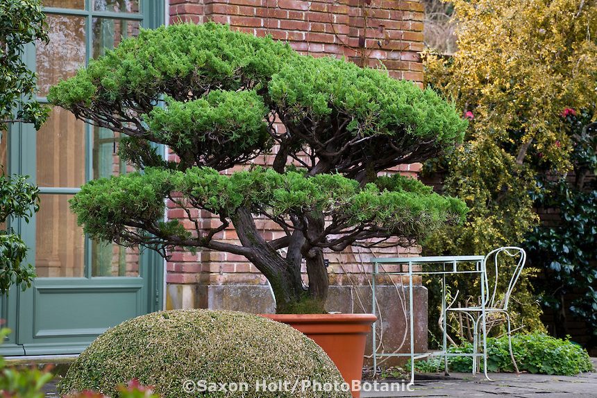 Trees in Containers Perfect for the Smaller Garden. Part 1 The Tree