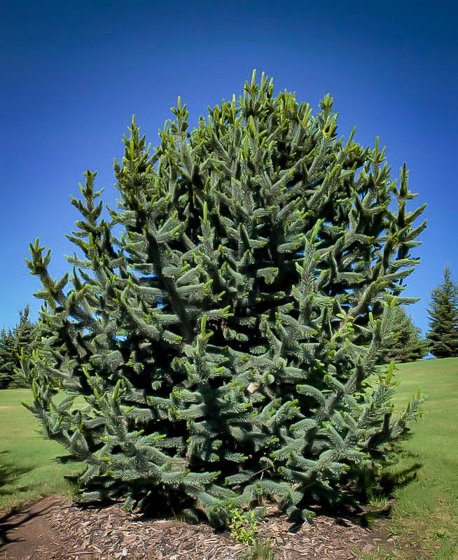 Rocky Mountain Bristlecone Pine Trees For Sale | The Tree Center