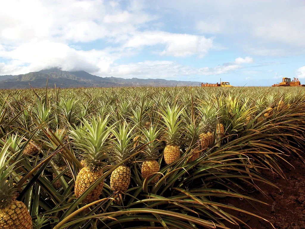 Pineapple tree on sale