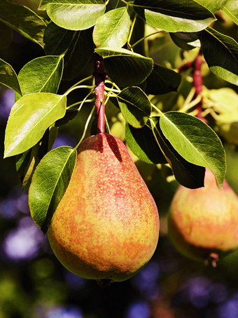 Pineapple Pear Tree