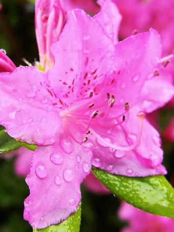 Buy ReBloom Azaleas | Shop for Azalea Plants Online | The Tree Center