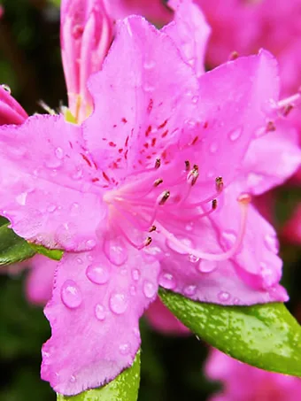 Pink Adoration ReBLOOM® Azalea