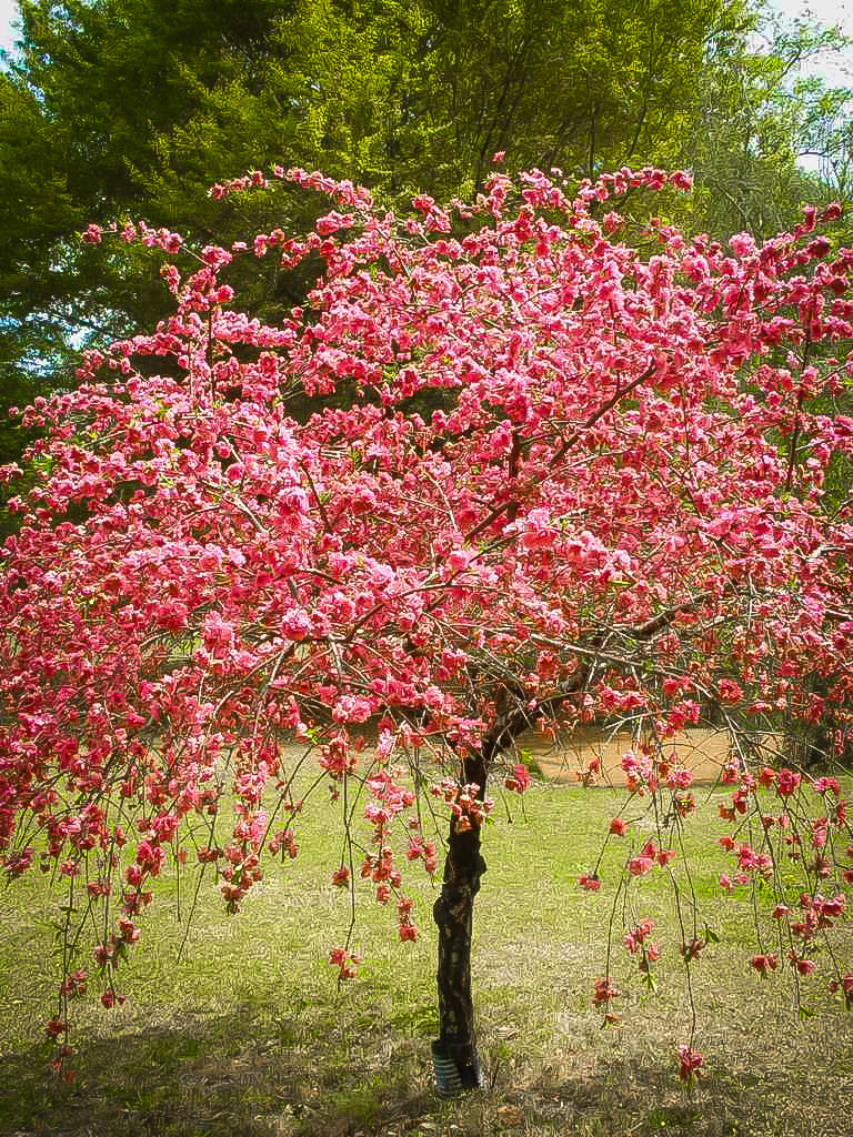 Pink Cascade Weeping Peach For Sale Online The Tree Center