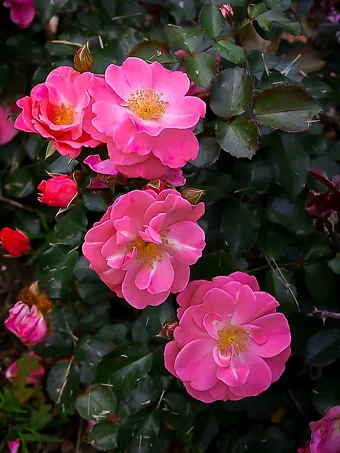 Pink Cupcake Oso Easy® Landscape Rose